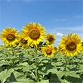 扶桑町（愛知県）のふるさと納税のお礼品