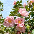 江津市（島根県）のふるさと納税のお礼品