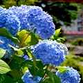 箱根町(神奈川県)のふるさと納税のお礼品