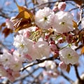 東浦町（愛知県）のふるさと納税のお礼品