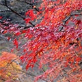 東吉野村（奈良県）のふるさと納税のお礼品
