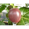 伊仙町（鹿児島県）のふるさと納税のお礼品