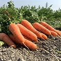 板野町（徳島県）のふるさと納税のお礼品