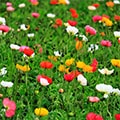 鴨川市（千葉県）のふるさと納税のお礼品