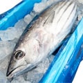 勝浦市（千葉県）のふるさと納税のお礼品