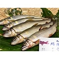 勝山市（福井県）のふるさと納税のお礼品
