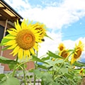 桂川町（福岡県）のふるさと納税のお礼品