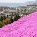 木古内町（北海道）のふるさと納税のお礼品