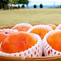 紀美野町（和歌山県）のふるさと納税のお礼品