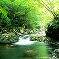 小菅村（山梨県）のふるさと納税のお礼品