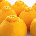 高野町（和歌山県）のふるさと納税のお礼品