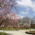 真室川町（山形県）のふるさと納税のお礼品