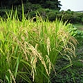 茂原市（千葉県）のふるさと納税のお礼品