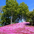 中頓別町（北海道）のふるさと納税のお礼品