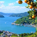 愛媛県のふるさと納税のお礼品