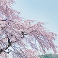 下市町（奈良県）のふるさと納税のお礼品