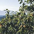 下市町（奈良県）のふるさと納税のお礼品
