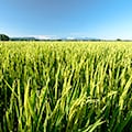 新篠津村（北海道）のふるさと納税のお礼品
