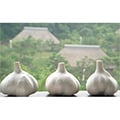 田子町（青森県）のふるさと納税のお礼品