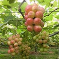 東海村（茨城県）のふるさと納税のお礼品