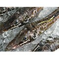 苫前町（北海道）のふるさと納税のお礼品