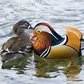 日野町（鳥取県）のふるさと納税のお礼品