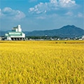 嘉島町（熊本県）のふるさと納税のお礼品