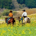 高森町（熊本県）のふるさと納税のお礼品