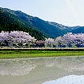 東洋町（高知県）のふるさと納税のお礼品