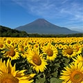 山中湖村（山梨県）のふるさと納税のお礼品