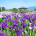 野洲市（滋賀県）のふるさと納税のお礼品