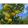 安田町（高知県）のふるさと納税のお礼品