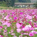 横須賀市（神奈川県）のふるさと納税のお礼品