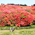吉野川市（徳島県）のふるさと納税のお礼品