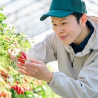 イチゴ農家 写真