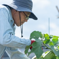 野菜農家 写真