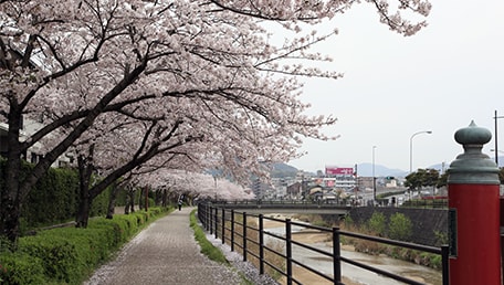 御笠川沿い桜並木