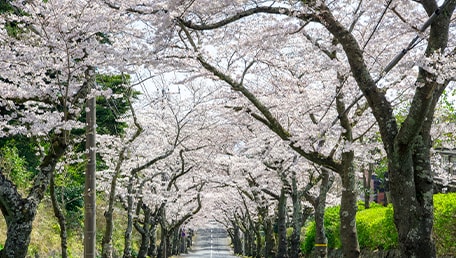伊豆高原桜並木