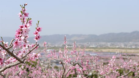 桃源郷