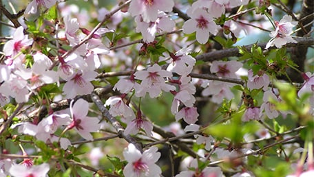 河口湖創造の森
