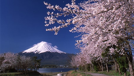 河口湖北岸