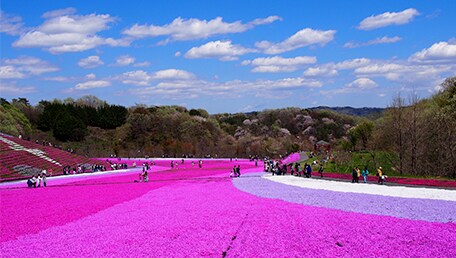 市貝町芝ざくら公園