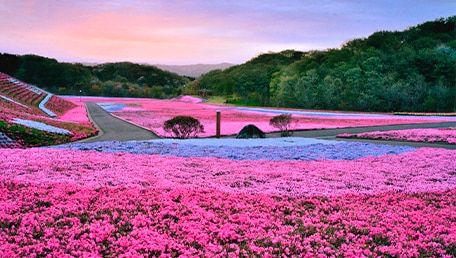 市貝町芝ざくら公園