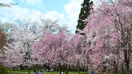 三戸城跡城山公園