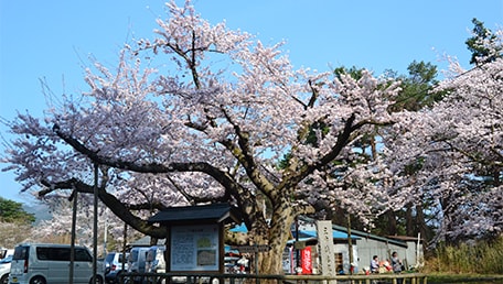 三戸城跡城山公園