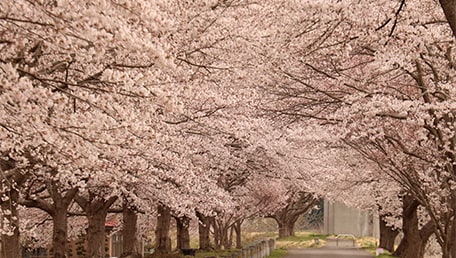 桜のトンネル（東船迫）