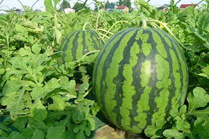 尾花沢産スイカ3Lサイズ