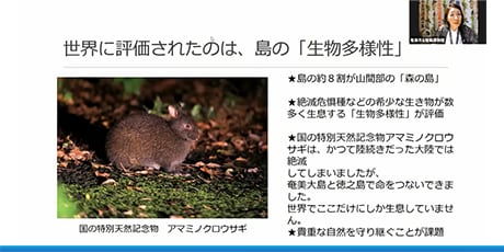 国の特別天然記念物「アマミノクロウサギ」