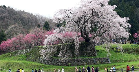 奈良県宇陀市「又兵衛桜」