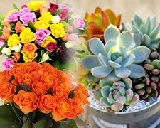 花・観葉植物